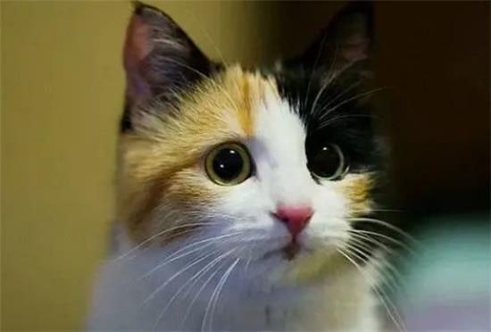 原来“三花猫”有这些优点，养过的人都上瘾