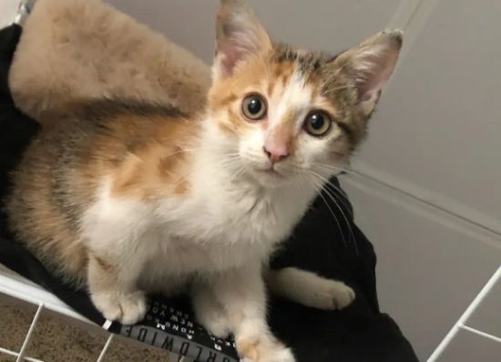 家养三花猫注意事项？
