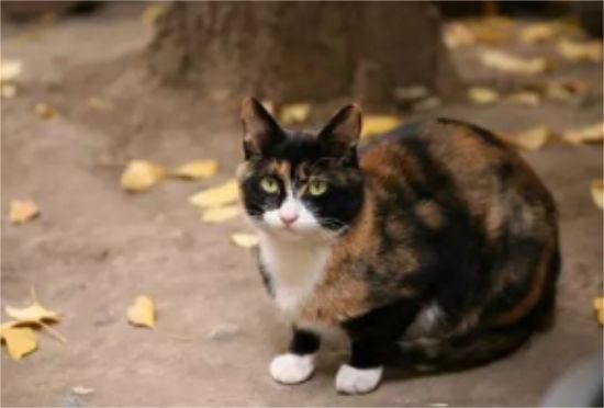 猫奴必知，三花猫的定律