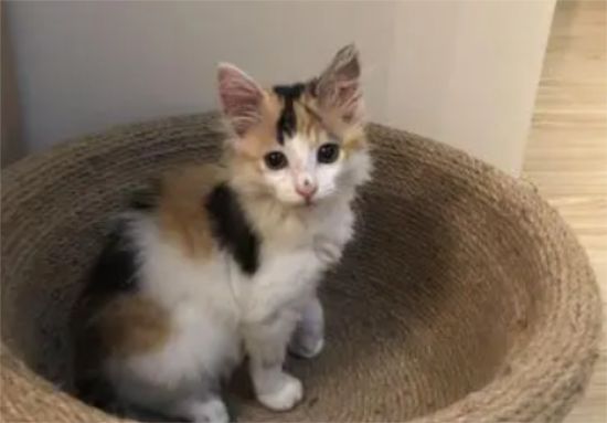 三花猫是土猫吗