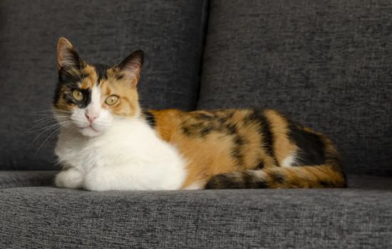 三花猫真是大美女吗？