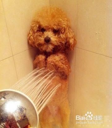 在家里给狗狗洗澡的方法