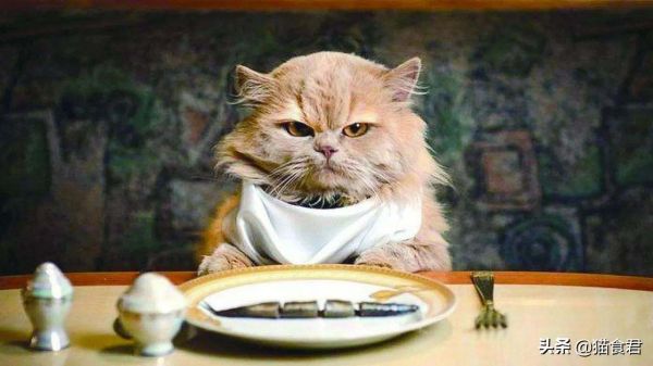 照顾老猫无从下手？这几点小技巧，让你帮老猫度过一个快乐的晚年