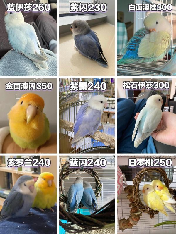 紫闪蓝伊莎松石伊莎牡丹鹦鹉价格（附品种图） 高纯手养牡丹鹦鹉无杂毛 A21喂养好体格才全国包邮包活 #牡丹鹦鹉 #鹦鹉 #手养鸟日常 #手养鹦鹉 #萌宠出道计划