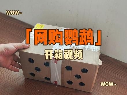 网上买回来的鹦鹉，到家该怎办？看一下我这个视频怎么做的？ #鹦鹉 #网购 #玄凤鹦鹉 #虎皮鹦鹉 #牡丹鹦鹉