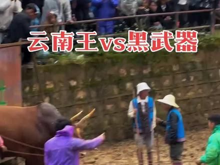 黑武器称霸#斗牛视频 #民族斗牛文化 #斗牛爱好者一路长虹 #斗牛爱好者 #云南你家连牛都这么潮的吗