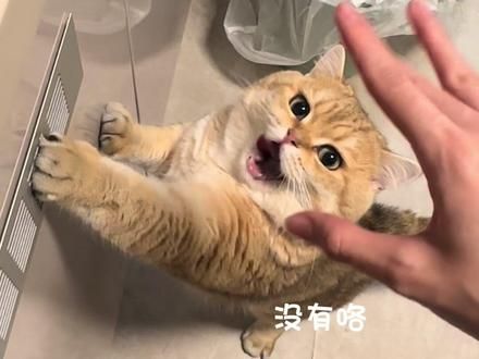 小猫：盲啊，都盲点好啊#小馋猫 #自制猫饭 #萌宠出道计划 #干饭最积极的小猫 #记录猫咪日常