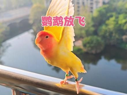 我的小小宇宙飞船就要起飞咯 #鹦鹉 #鹦鹉放飞 #牡丹鹦鹉 #萌宠出道计划 