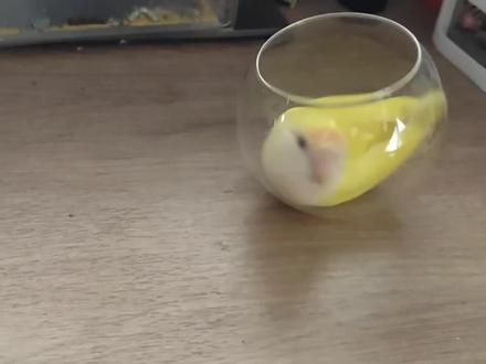 #鹦鹉 #手养鸟日常 #牡丹鹦鹉 #鹦鹉日常