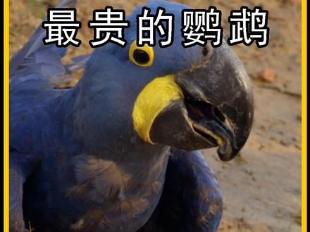 紫兰金刚鹦鹉 #紫兰金刚鹦鹉 #动物世界 #鸟类 #神奇动物在抖音