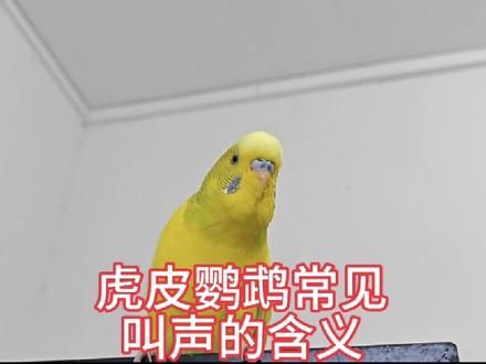 虎皮鹦鹉常见叫声的含义#虎皮鹦鹉 #鹦鹉鹦鹉萌萌哒逗鹦鹉 #鹦鹉叫声