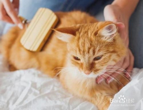 猫过敏的应对方法