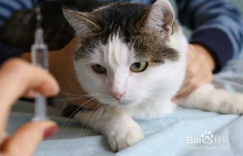 猫过敏的应对方法
