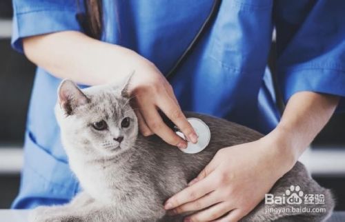 猫过敏的应对方法