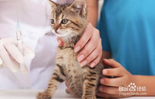 猫过敏的应对方法