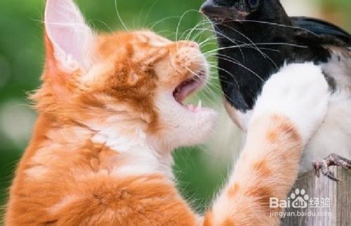 猫过敏的应对方法