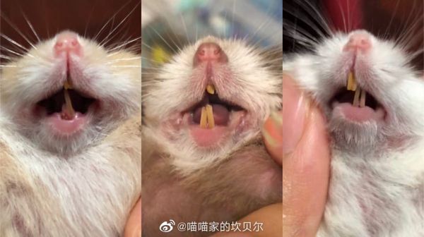 不同类型的牙齿问题