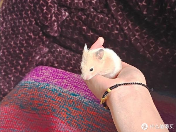 可爱仓鼠与亚宠展的魅力