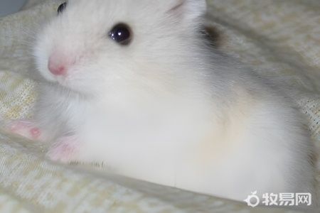 怎么驯养仓鼠