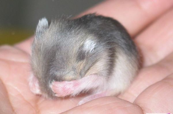 紫仓仓鼠