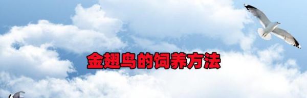 金翅雀的饲养全指南（学会如何以正确的方式饲养金翅雀，让它们健康快乐）