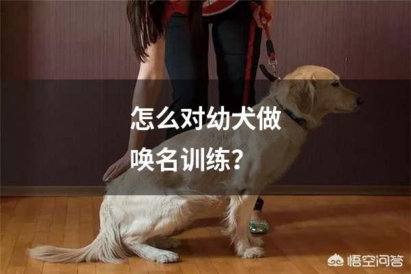 怎么对幼犬做唤名训练？