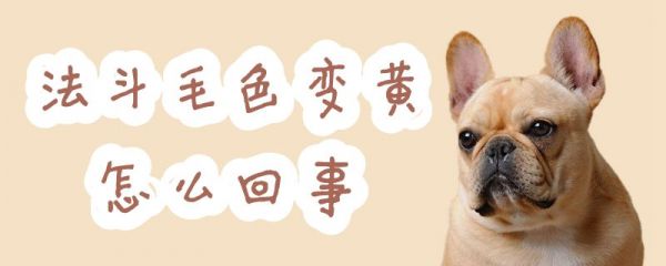 法斗毛色变黄怎么回事