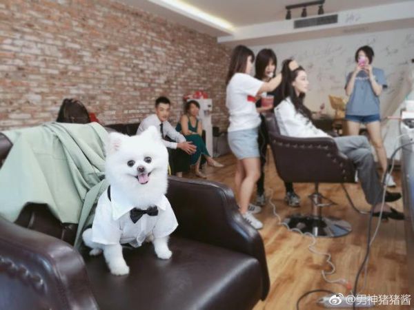 张馨予用自家宠物狗微博公布婚纱拍摄现场照片，网友称“太寒酸”