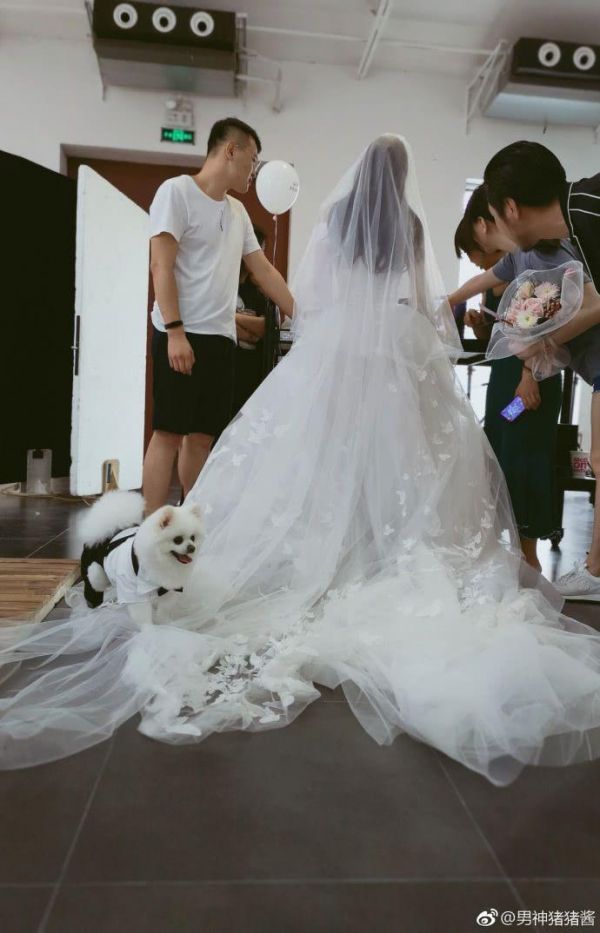 张馨予用自家宠物狗微博公布婚纱拍摄现场照片，网友称“太寒酸”