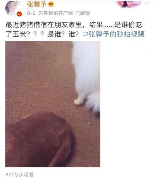 张馨予用自家宠物狗微博公布婚纱拍摄现场照片，网友称“太寒酸”