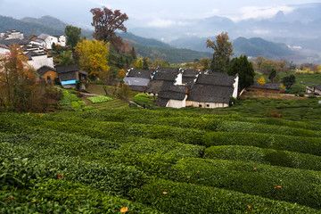 茶园