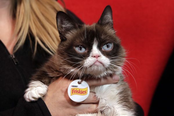 互联网名流“不爽猫”（Grumpy Cat）它所拥有的财产价值9950万美元。