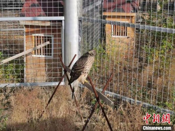 内蒙古警方放飞一只国家二级保护动物雀鹰
