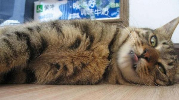 中国本土纯种猫：世界级名贵猫，但大部分农村家庭没把它当宠物