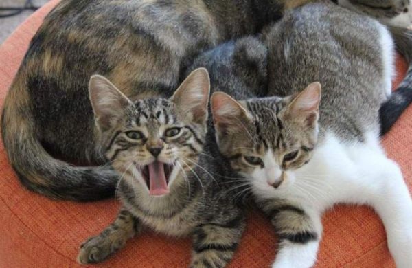 中国本土纯种猫：世界级名贵猫，但大部分农村家庭没把它当宠物