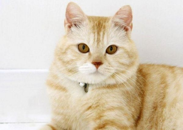 中国本土纯种猫：世界级名贵猫，但大部分农村家庭没把它当宠物