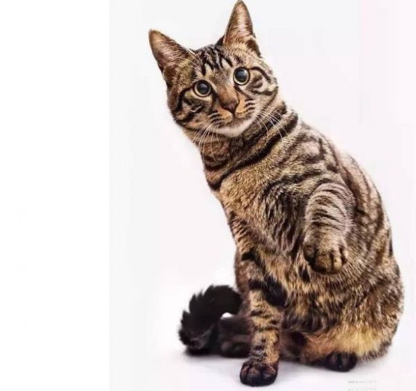 中国本土纯种猫：世界级名贵猫，但大部分农村家庭没把它当宠物