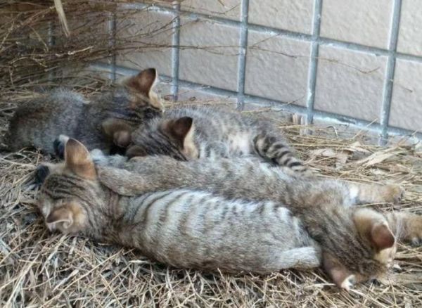 中国本土纯种猫：世界级名贵猫，但大部分农村家庭没把它当宠物