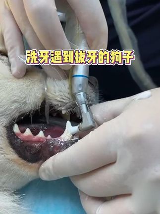 撸宠宠物医生一聂宁:狗的牙科疾病 不知道牙疼持续多久了,今天一了百了,告别牙疼#狗牙结石 #狗牙疼在打针 #狗牙结石