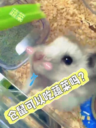 撸宠宠物医生一聂宁:鼠可以吃蔬菜吗? 有小伙伴提问仓鼠能不能吃蔬菜?答案是可以的,但是不能吃太多,太多可能会出现湿尾拉稀的情况。 仓鼠的饮食是很广泛的,种子,昆虫,根茎蔬菜等,自然生活的仓鼠会吃很多不同的东西,也会屯食物,一个鼠不限制可以屯几十斤的食物。饲养仓鼠除了商品粮,适当给一点蔬菜是可以的#金丝熊 #仓鼠 #鼠鼠:我在这呢 #养鼠日常分享