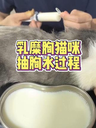 撸宠宠物医生一聂宁:猫咪乳糜胸 今天就抽这么多,缓解一下呼吸,后续采取手术治疗。#养猫人 #猫 #猫乳糜胸