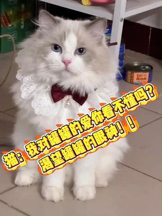 撸宠宠物医生一聂宁:小猫和罐头 渴望罐罐的眼神!真望眼欲穿!#记录猫咪日常 #布偶猫 #我的小猫咪 #谁能拒绝傻憨憨的小猫咪 #铲屎官的乐趣