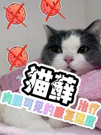 撸宠宠物医生一聂宁:猫藓治疗 口服的是伊曲康唑,外用的酮康唑#猫藓 #猫藓治疗 #记录猫咪日常 #萌宠