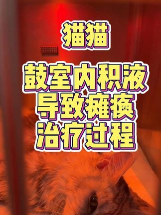 撸宠宠物医生一聂宁:猫咪鼓室积液 猫咪耳朵疾病不要小看了#猫咪 #猫中耳炎 #猫咪瘫痪