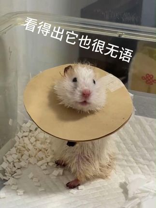 撸宠宠物医生一聂宁:生病的鼠 带上头圈的鼠,看得出它也很无奈。#金丝熊 #仓鼠 #鼠鼠我呀 #养熊日记
