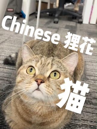 撸宠宠物医生一聂宁:狸花猫真香 狸花猫也是很可爱的。#猫咪 #记录猫咪日常 #呆萌呆萌 #狸花猫