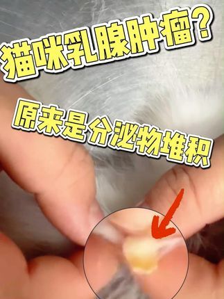 撸宠宠物医生一聂宁:猫乳腺肿瘤? 猫咪乳腺摸到小疙瘩?慌的不行。。 咪咪摸出异物,以为乳腺肿瘤,自己查了一晚上资料,就诊结果挤出来一堆分泌物。来都来了不绝育一下??说一下哈:绝育可以降低乳腺肿瘤的爆发率!#猫咪 #养猫人 #猫咪护理 #喵咪日常