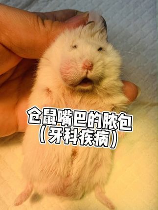 撸宠宠物医生一聂宁:仓鼠嘴巴的脓包 牙科疾病导致嘴巴皮下出现一个大脓包,可想而知多疼。做了切开清创,后续做好消炎止痛,伤口开放性的,每天涂药。#金丝熊 #养鼠日常分享 #金丝熊日常