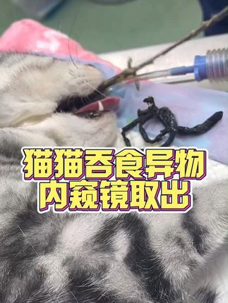 撸宠宠物医生一聂宁:一条发绳~猫猫身价暴涨哦 猫这个动物对线性的东西情有独钟,针线、毛线团、塑料绳、女孩子的发绳!! #猫异物手术 #猫 #养宠 #萌宠