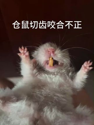 撸宠宠物医生一聂宁:仓鼠咬合不正 切齿咬合不正是仓鼠的常见疾病,临床症状包括食物偏好改变、厌食、体重减轻、被毛粗糙及流涎。饲主通常并未注意到临床症状,都是在体检时偶然发现有咬合不正的情况。以合适的方法保定仓鼠,将脸颊皮肤拉向两侧,即可检查仓鼠的切齿和口腔。用棉棒或止血钳检查颊囊。可使用牙科金刚砂圆盘切割片或牙科钻头来修剪过长的切齿,可能每2~3周就要修剪一次。